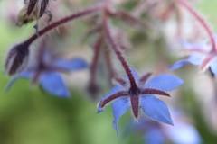 青が印象的な花