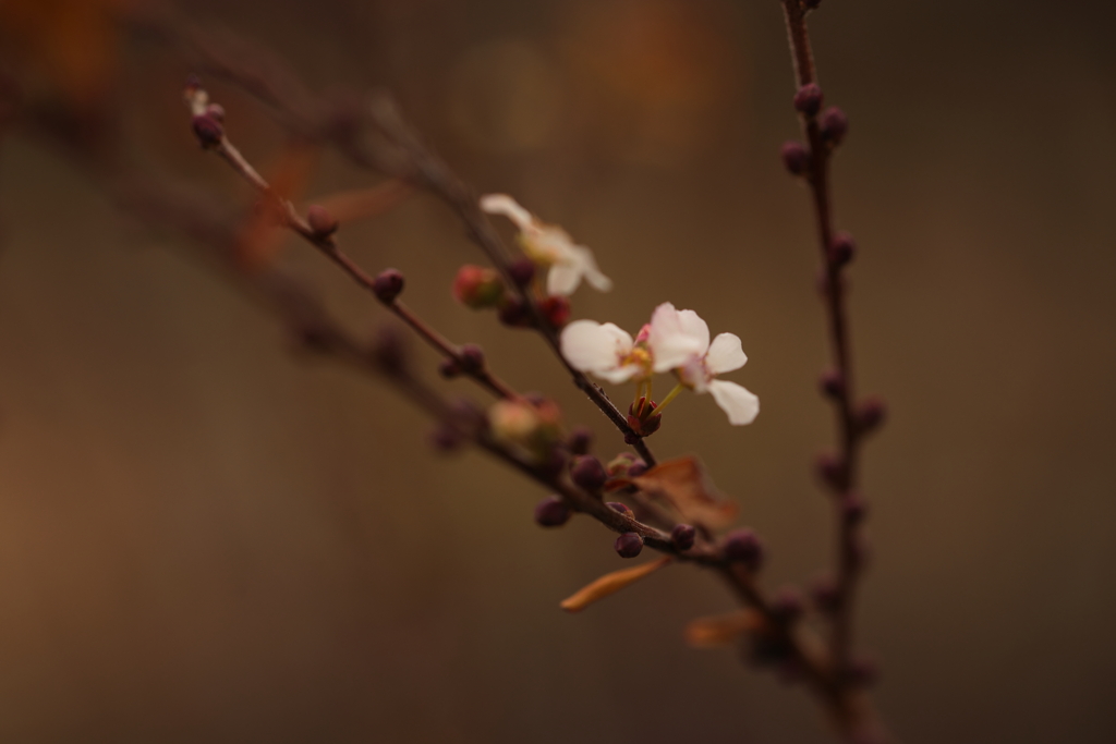 冬桜