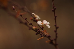 冬桜