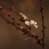 冬桜