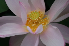 ピンクの花弁