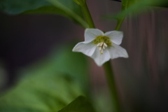 花一輪