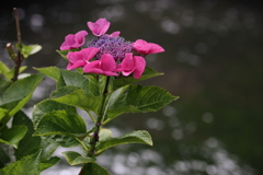 川辺に咲く