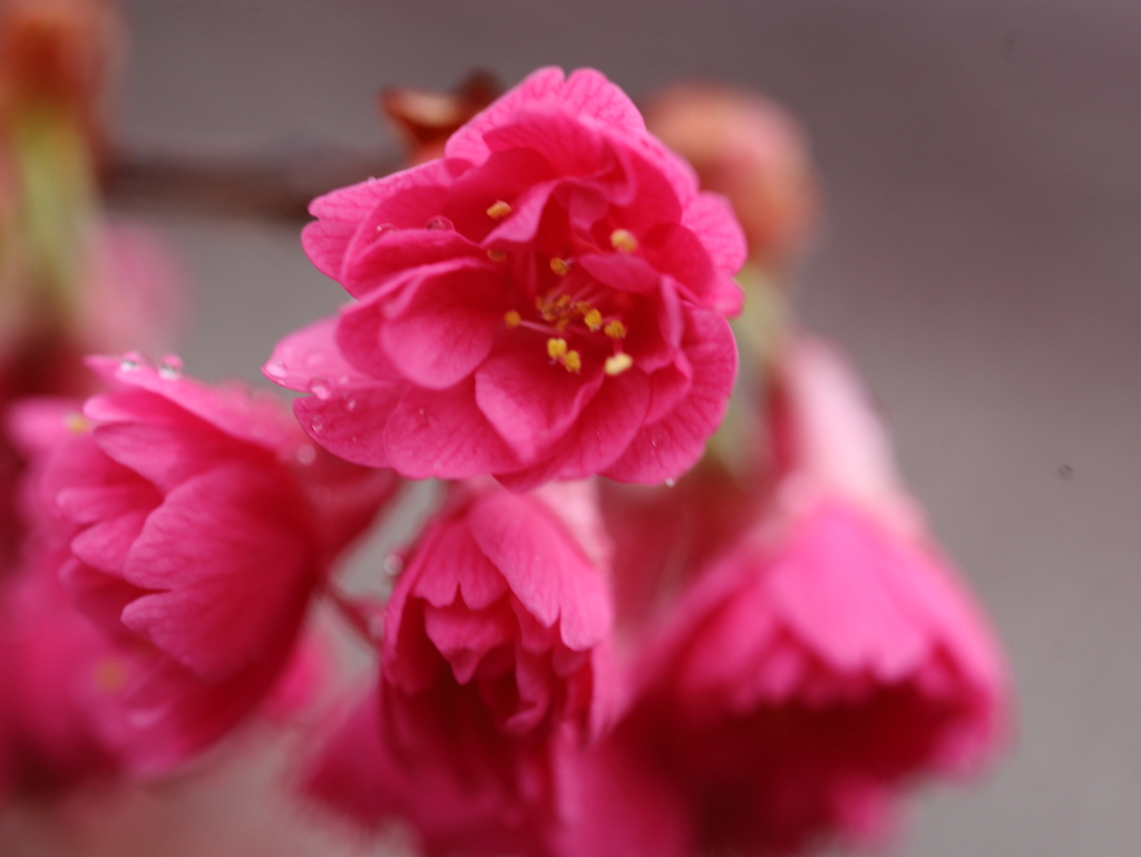 桜 八重寒緋桜