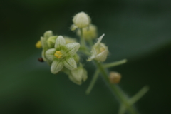 荒地が好きな侵略者