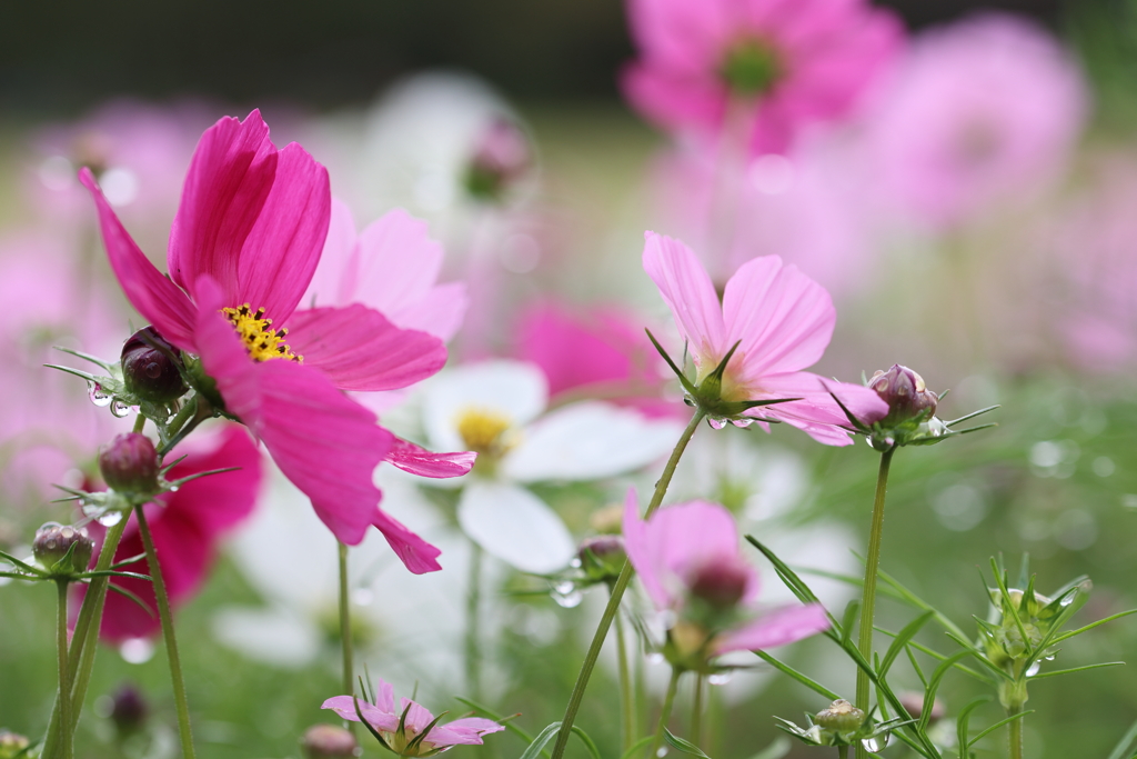 メルヘンな世界