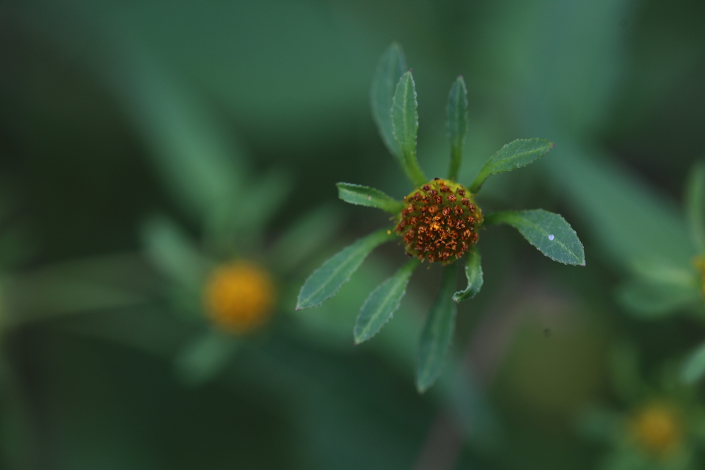亜米利加栴檀草