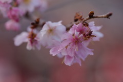 春よ来い