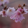 春よ来い
