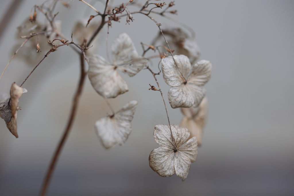 枯れ花