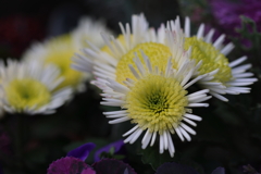 高貴な花