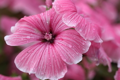 ピンクの・・・花葵