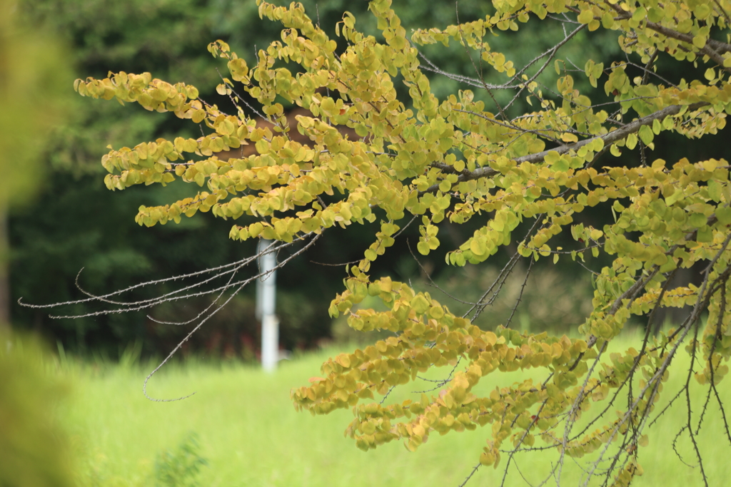 秋は近い・・・???