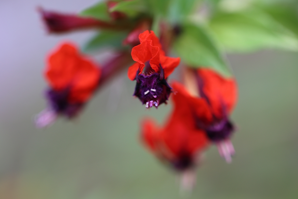 Cuphea llavea 'Torpedo'