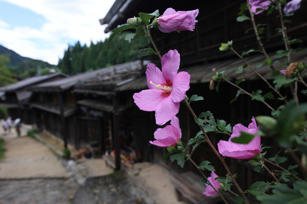 中山道に咲くムクゲ