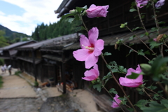 中山道に咲くムクゲ