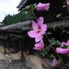 中山道に咲くムクゲ