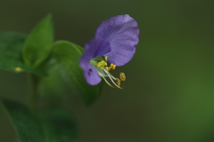 幻惑