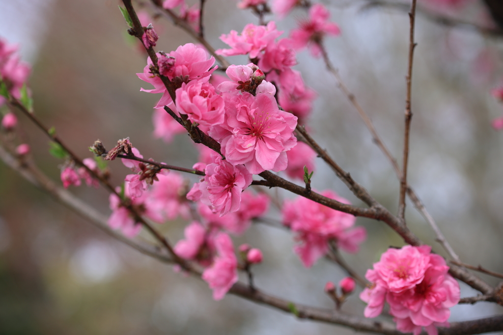 pink