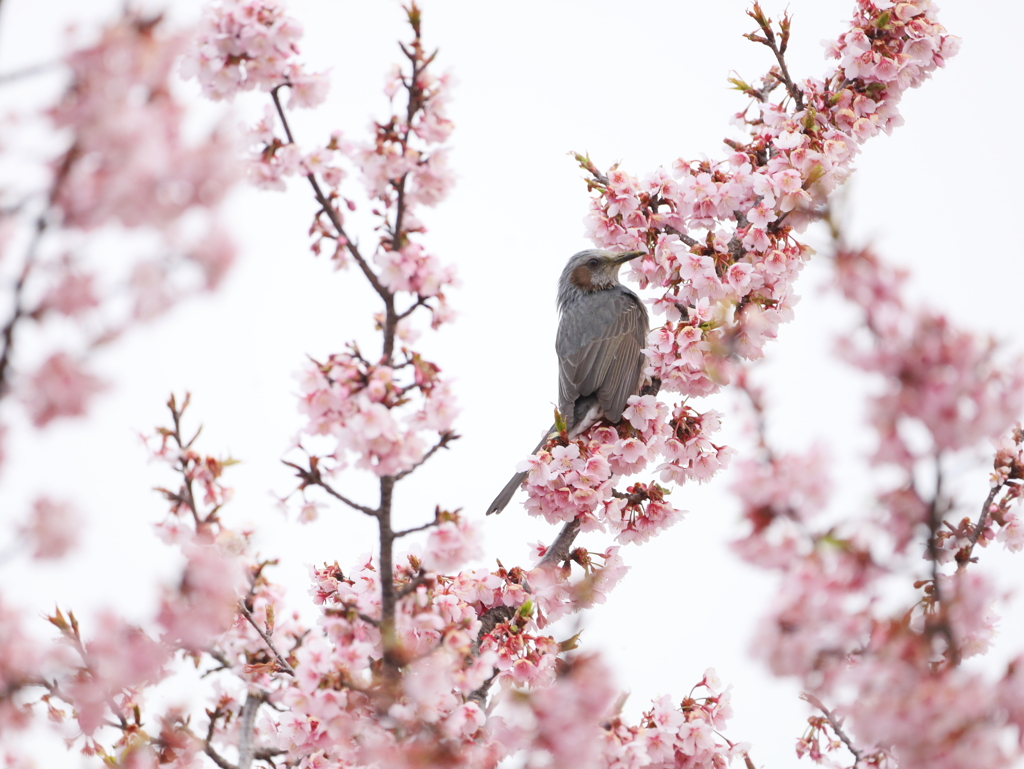 ひよ桜