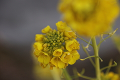 初春の黄色