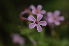 小さな花