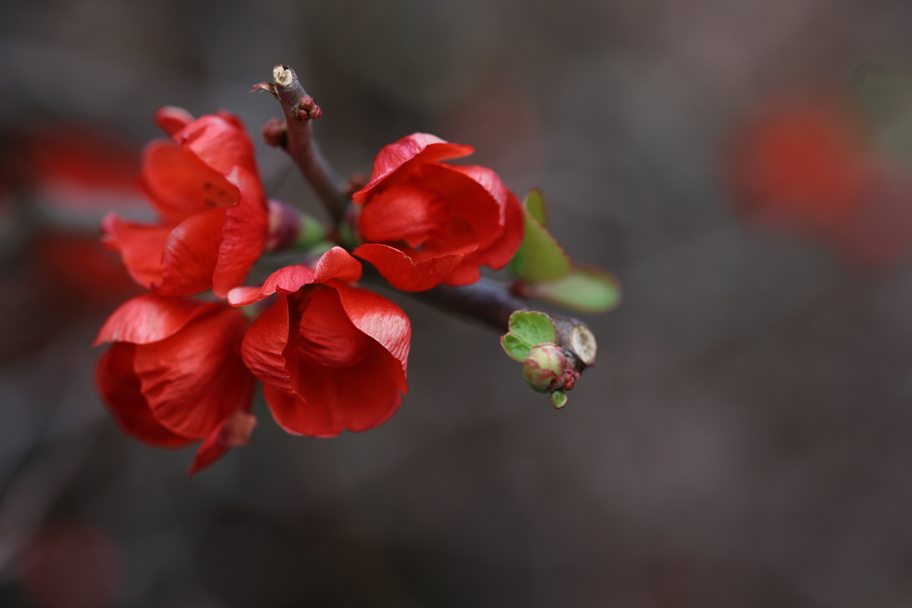 紅に