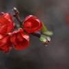 紅に