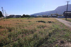 赤蕎麦