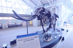 時空を繋ぐ話・・・日本に居たんだゾう!!