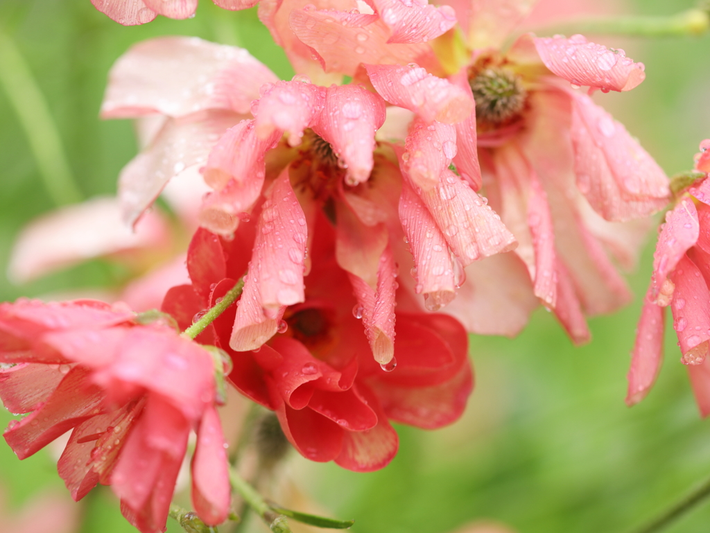 ビタミンカラーの花