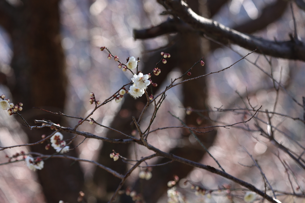 日陰で煌めいて