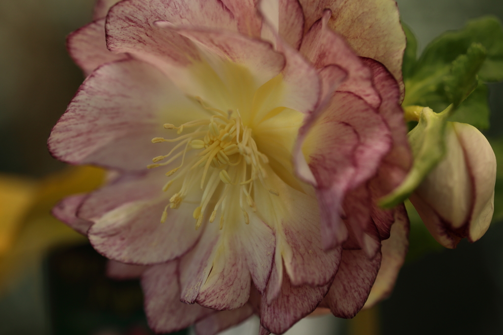 花のグラデーション