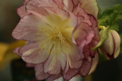 花のグラデーション