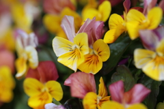 花花