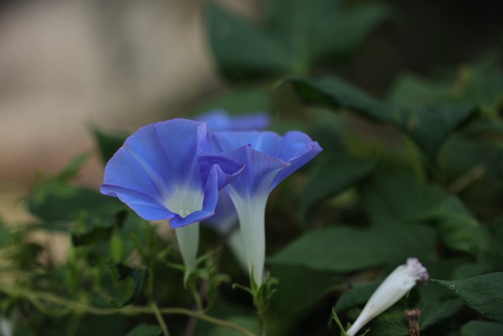 藍色