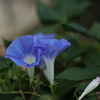 藍色