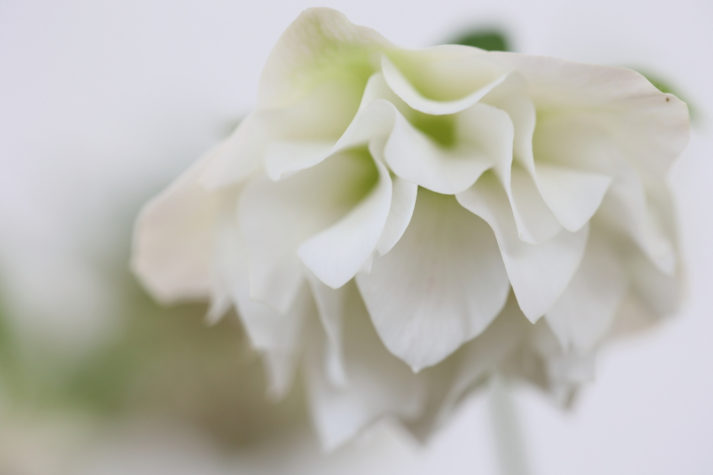 純白の花嫁