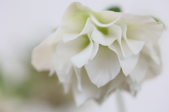 純白の花嫁