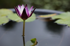睡蓮