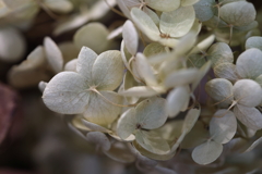 Dry Flower