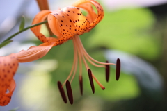 美脚