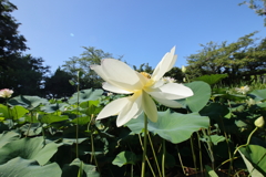 夏空に