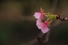 河津桜