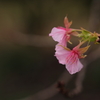 河津桜