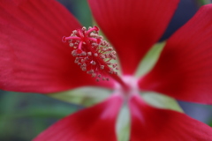 雄蕊