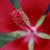雄蕊