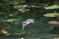 気持ちよさそう