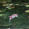 気持ちよさそう