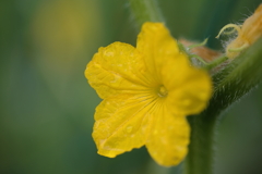 夏野菜～キュウリ